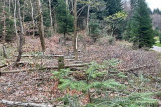 Le septuagénaire a abattu une centaine d'arbres. Un employé forestier de la ville a constaté les dégâts et déposé plainte contre lui.